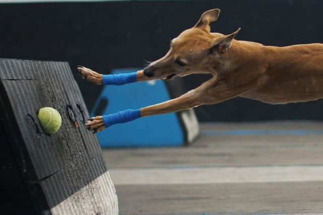 Another still from the documentary showing the half-way point of a flyball run.