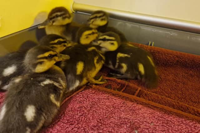 Some duckings recently taken in by Wild Things Rescue.