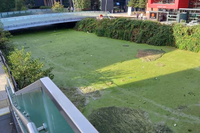 The thick blanket of river weed pictured in Lincoln this summer.