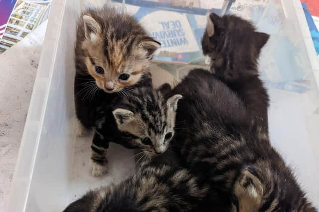 A mum and some of her semi-feral kittens who were rescued from an abandoned property in Gainsborough