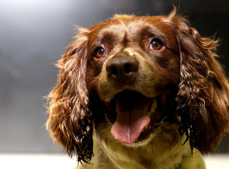 The English Springer Spaniel possesses the “eager to please” attitude common to most spaniels. Cheerful and affectionate, Springers love their families and like to stick close to their owners. They make excellent house pets, but require daily exercise and need regular brushing and trimming to keep their coats neat and free of mats.