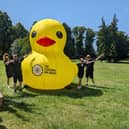 Coaching Inn Group team members Richard Clarke, Sam Bamford, Molly Knight and Donovan Vickery with the giant inflatable duck ... plus another inflatable duck, still pretty big, but much smaller.