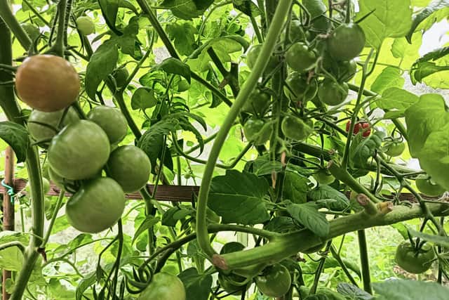 Tomatoes growing on the vine.