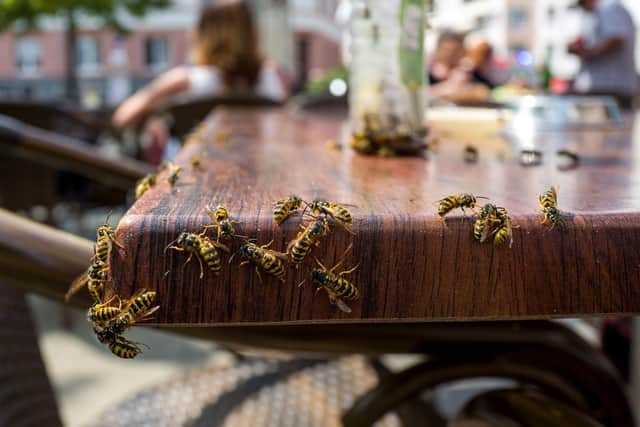 Be aware of the dangers posed by wasps