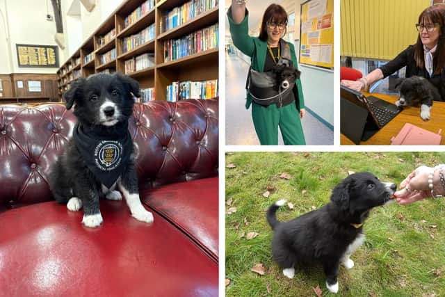LEFT: Florrie, sporting a BGS neckerchief originally worn by a teddy bear on a school skiing trip, and RIGHT, with Mrs Emery in a sling, used to carry Florrie around the school until she gets her injections; with Mrs Emery at work; and having a bit to eat in the school quad, where she enjoys having a run around.