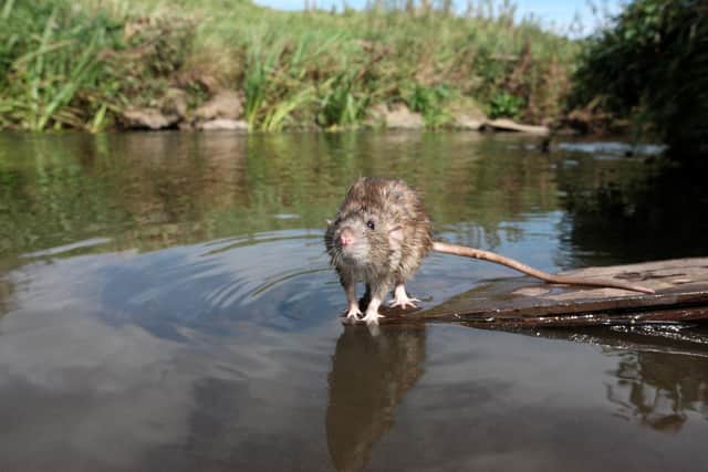 Help prevent rats from seeking refuge