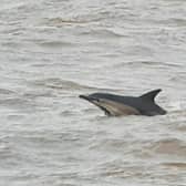 A common dolphin was spotted in the sea off the coast at Anderby Creek.