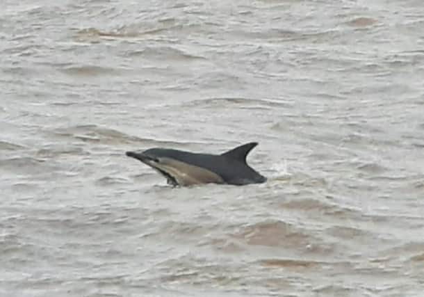 A common dolphin was spotted in the sea off the coast at Anderby Creek.