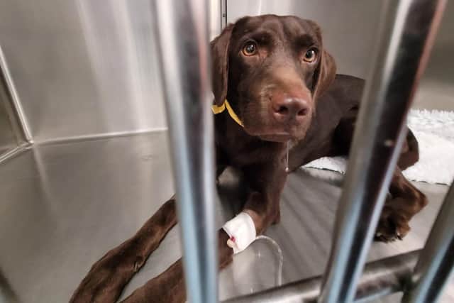 One of the rescued labradors pictured at Sutterton Veterinary Hospital.