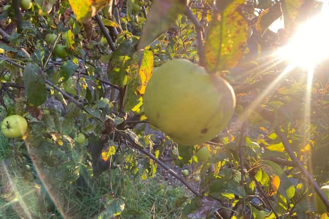 Sunlight through a Lincolnshire orchard