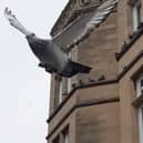 A pigeon in Boston town centre, flying near the Herbert Ingram Memorial, with others sat on the Grade II listed, former Barclays building.