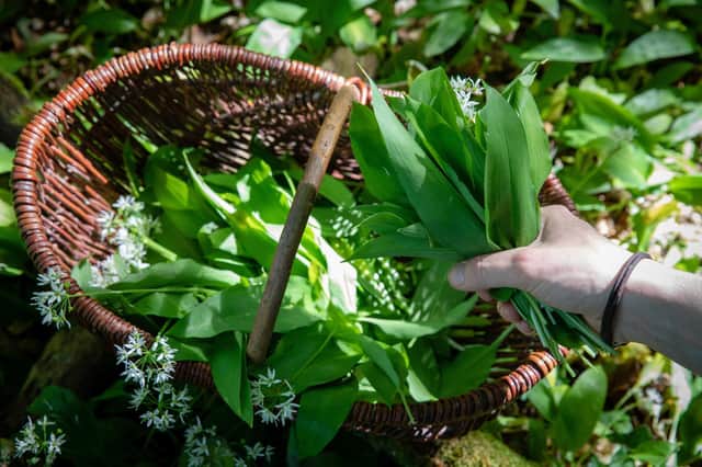 Enjoy a foraging experience from Burleigh Court Hotel