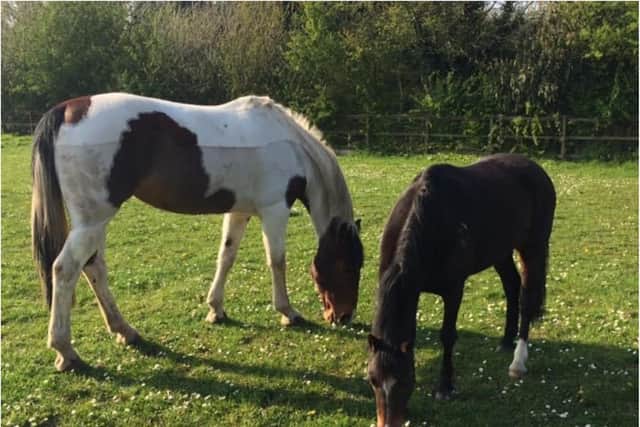 Please don't feed our horses, is the message!