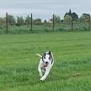 A dog play paddock and exercise area