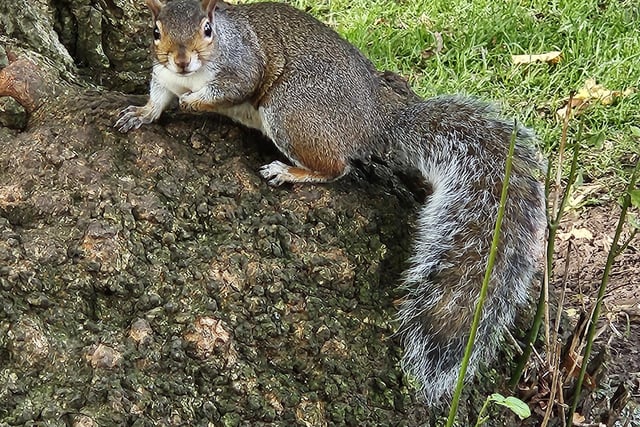This cheeky character was photographed by Janet Hughes while she was out and about in Hucknall.