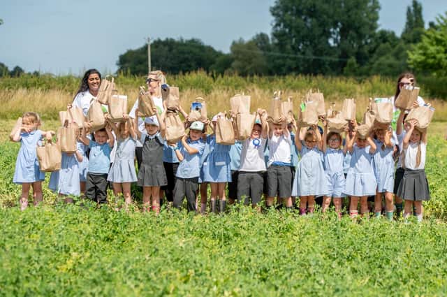 Pupils from Boston West Academy picking peas on a field farmed by Fen Peas.