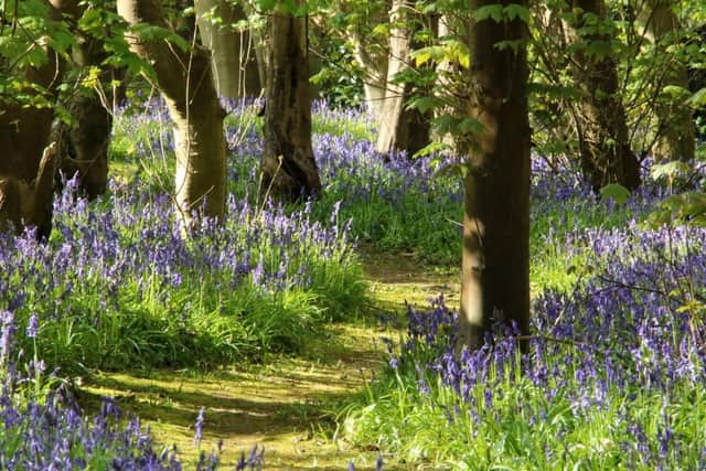 The Bluebell Walk at Harlaxton Manor