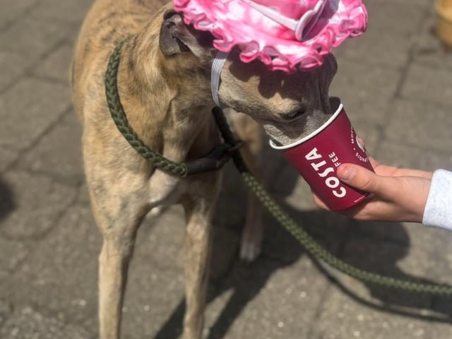 Enjoying a refreshing 'pup cup'