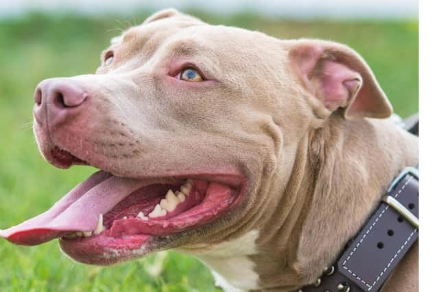 XL bully owners can take part in a free workshop on Sunday.