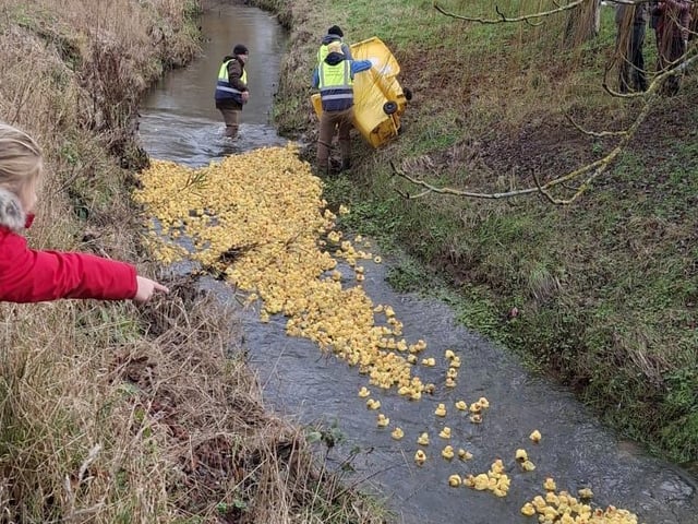 The ducks are on their way. Photo: Ron Folgate