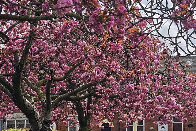 A super shot from Reihan Trandafir shows the blossom looking great in Worksop recently.