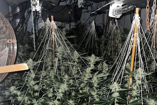 Cannabis was found growing at a property in Skegness.