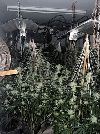 Cannabis was found growing at a property in Skegness.