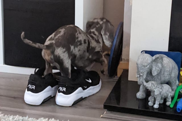 Buddy, we don't think those shoes are quite your size. But nice try.