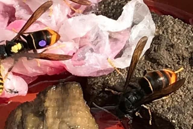 Asian hornets.