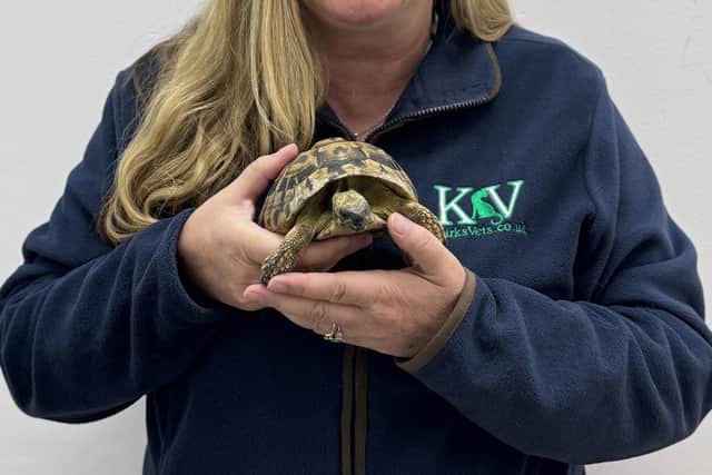 Sara Marchant, practice manager at Kirks Vets, has been looking after Pee-Wee since he was handed in to the practice.