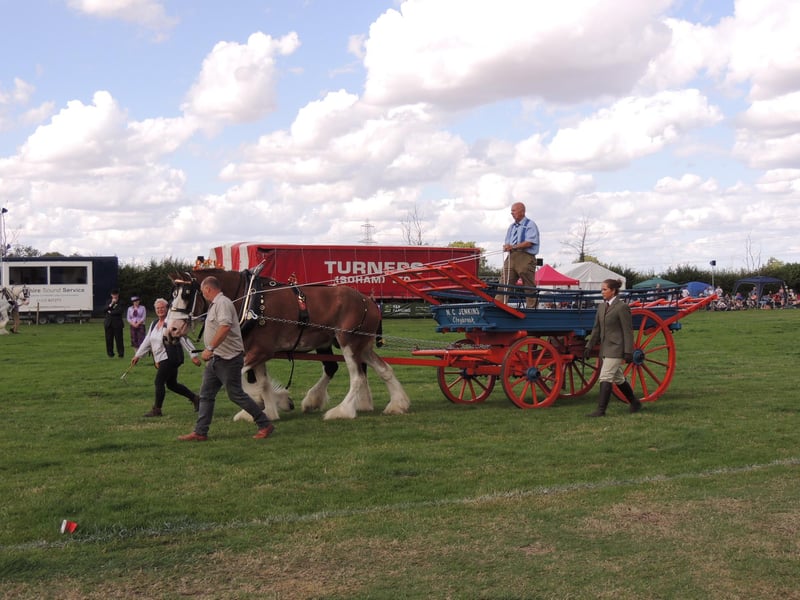 Working horse turnouts in the main ring.