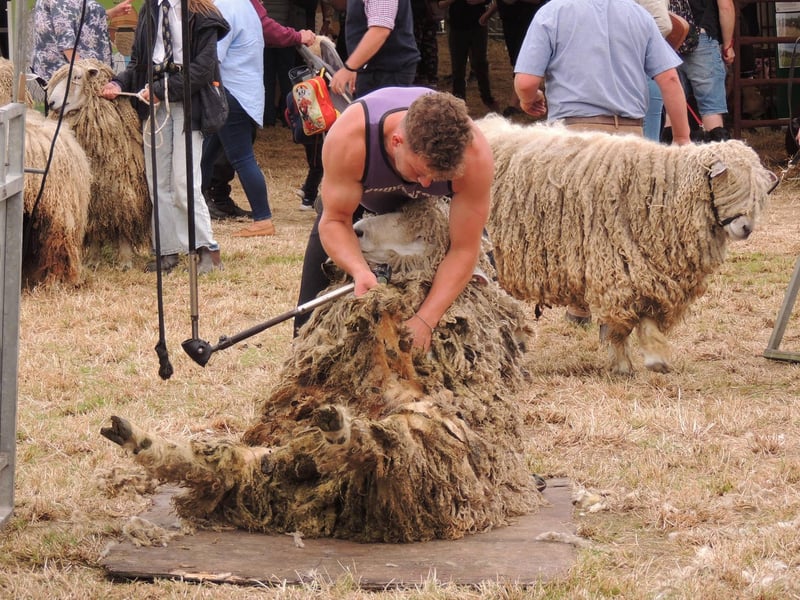 Shearing the Lincolnshire Longwool sheep.