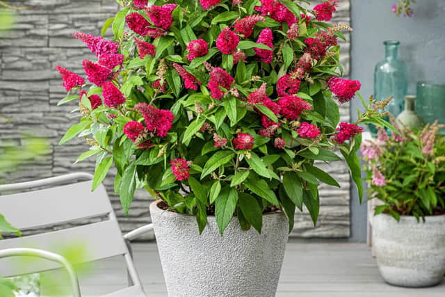Buddleja Butterfly Candy Little Ruby 02 PT BALL
