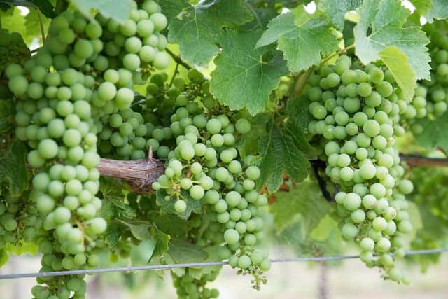 Once the grapes mature, the wines will be available for sale under the name Massingberd-Mundy Wine