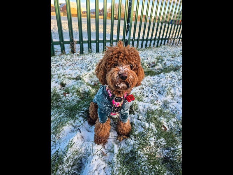 Karen Middleton's photo of 11-month-old Winnie in Fernleigh Way, Boston.