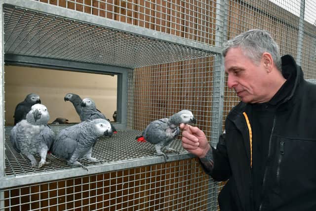 Almost every African grey parrot can make microwave noises.