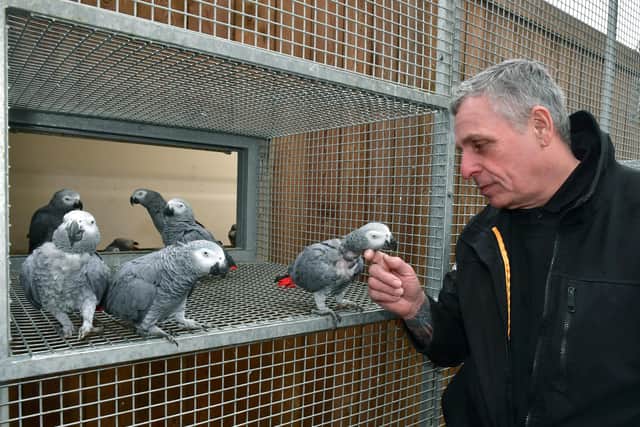 Almost every African grey parrot can make microwave noises.