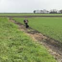 The emu has been on the loose near Spilsby for  a couple of weeks.