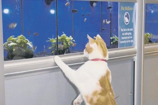 A ginger and white cat won national media attention for its regular visits to Pets at Home, in Boston, where staff had named his Graham. For the previous few months, Graham had been strolling down the aisles helping himself to the catnip toys, sleeping on the cat beds and sitting down to watch the fish tanks and rodents. "When we open the doors at 9am he’s always our first customer,” said deputy manager Vicky Coker.
