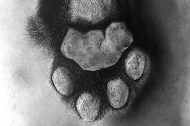 A close-up of the hyper-realistic, hand-drawn tiger's paw.