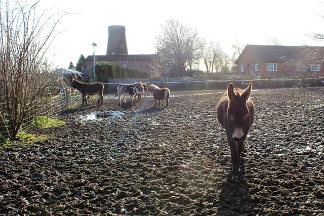 The equines shared a muddy field
