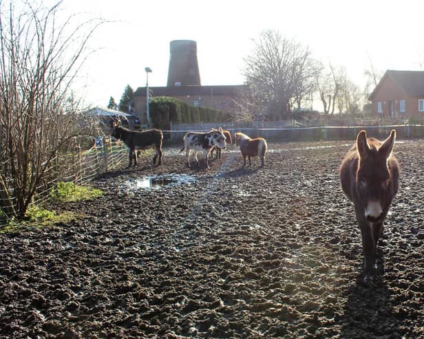 The equines shared a muddy field