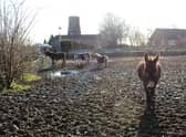The equines shared a muddy field