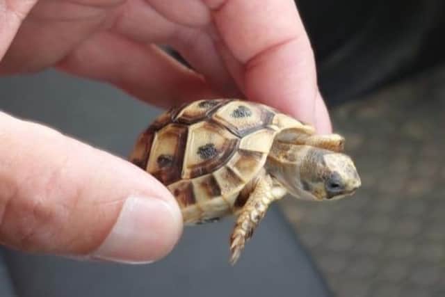 Gulliver, the tortoise reportedly brought to the UK from Tunisia in a cigarette packet. Picture: Lincolnshire Police