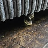 Sofa, so good ... it is thought the snake had escaped and was looking for somewhere warm.