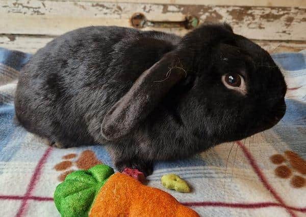 Have you seen Teddy? Missing from the Village Church Farm Museum in Skegness.