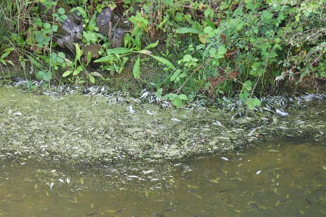 Dead and dying fish at Helpringham Fen.