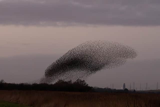 One of the murmurations at RSPB Frampton Marsh near Boston. Picture: Daniel Youngs