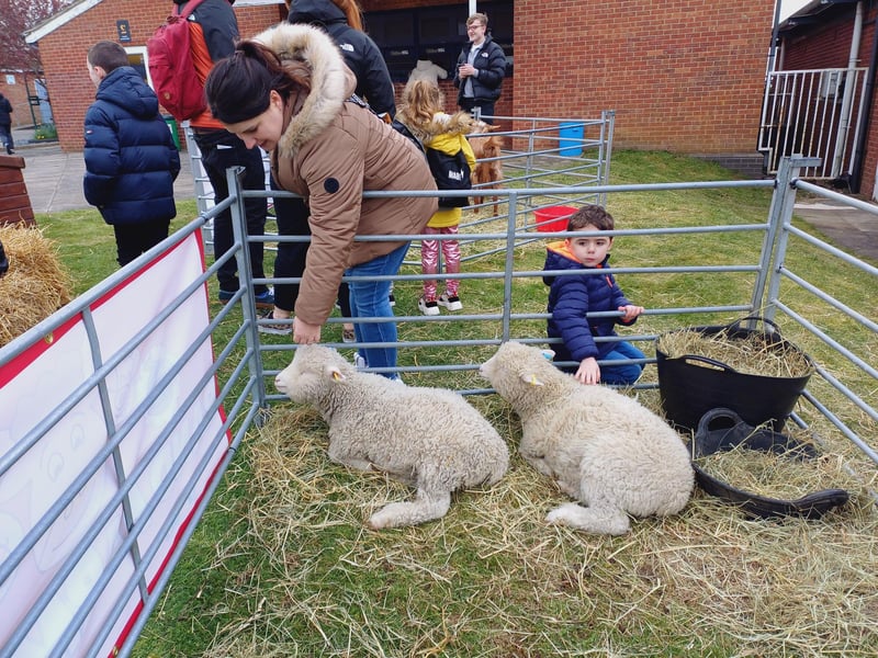 Animals from Rand Farm were an added attraction for families