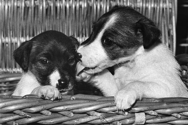 Fox terriers from Inchmore Kennels at the Scottish Kennel Club Championship in Waverley Market in 1960.